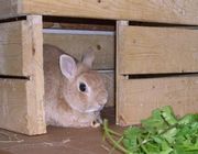 petty rabbits for adoption