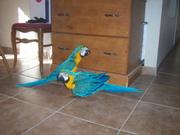 sweetest macaw parrots for adoption